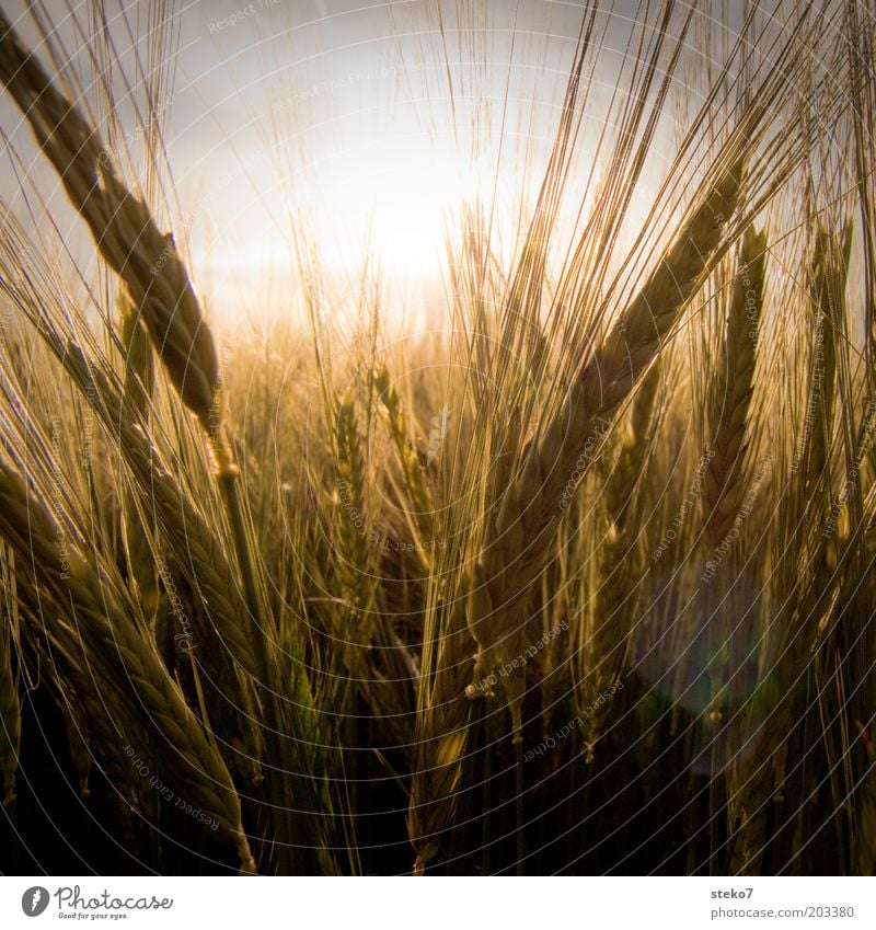 gelb Natur Pflanze Sonne Sonnenlicht Schönes Wetter Nutzpflanze Feld Duft Wachstum heiß trocken Wärme gold Getreidefeld Sommer Energie Weizenfeld Farbfoto