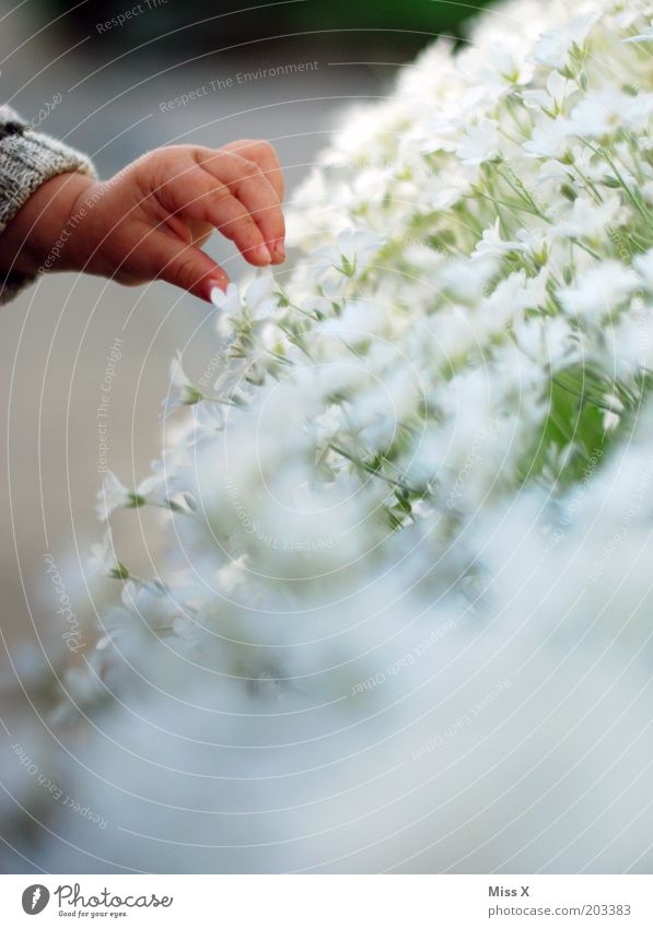 Ich pflück der Mami eine Blume Kind Hand 1 Mensch Pflanze Blüte Blühend klein Romantik pflücken Farbfoto Außenaufnahme Nahaufnahme Textfreiraum unten Tag