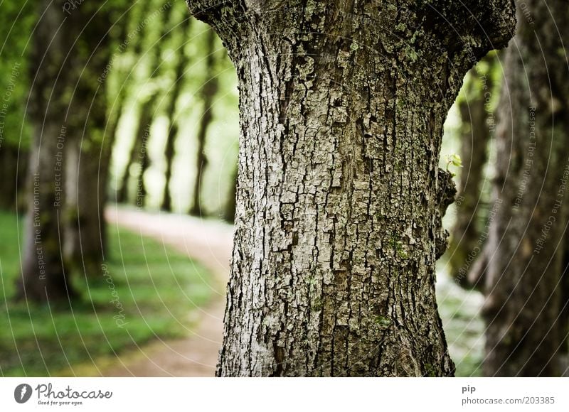 alleene Natur Baum Park Allee Wege & Pfade nah Baumstamm Baumrinde grün Farbfoto Außenaufnahme Detailaufnahme Menschenleer Tag Kontrast Unschärfe