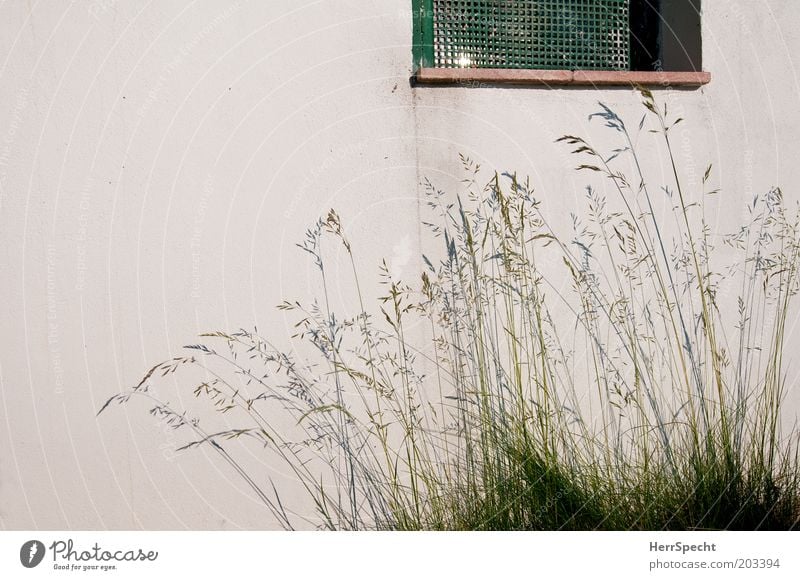 Schattengräser Gras Garten Mauer Wand Fenster Gitter grün weiß Farbfoto Gedeckte Farben Außenaufnahme Morgen Licht