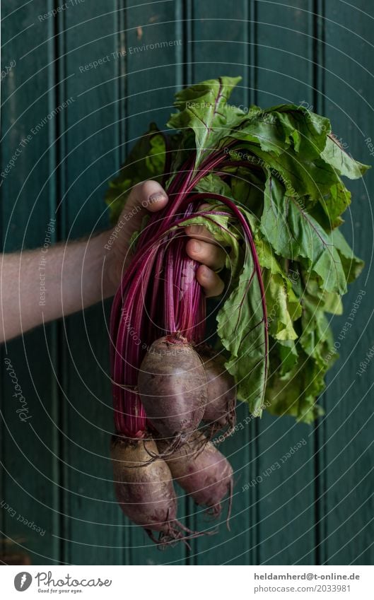 Hand hält einen Bund rote Bete Mann Erwachsene Holz festhalten natürlich grün Natur Rote Beete Farbfoto Innenaufnahme Tag Vogelperspektive