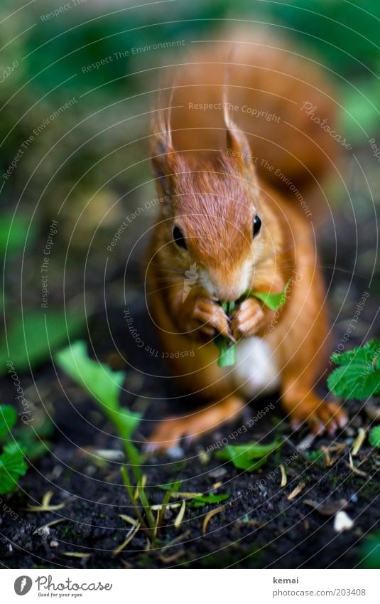 Nussallergie (II) Umwelt Natur Pflanze Tier Erde Frühling Sommer Blatt Löwenzahn Wildtier Tiergesicht Fell Krallen Pfote Eichhörnchen Nagetiere 1 Fressen braun