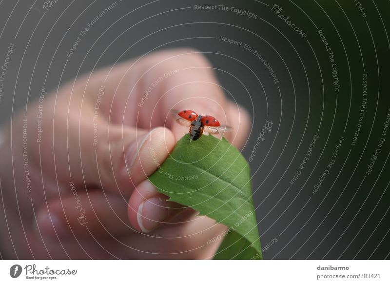 Abflug Hand 1 Mensch Natur Blatt Tier Käfer Flügel Marienkäfer fliegen ästhetisch elegant rot schwarz Glück Lebensfreude Frühlingsgefühle Farbfoto Außenaufnahme