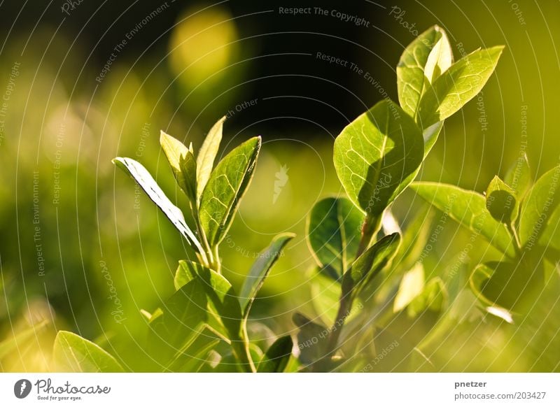 Grün Umwelt Natur Pflanze Sonnenlicht Frühling Sommer Klima Wetter Schönes Wetter Sträucher Blatt Grünpflanze Wiese außergewöhnlich glänzend gut schön