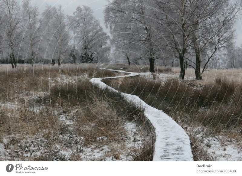 Winter im Hochmoor Natur Moor Sumpf Wege & Pfade ruhig demütig Hohes Venn Winterstimmung Einsamkeit Farbfoto Gedeckte Farben Außenaufnahme Menschenleer Tag