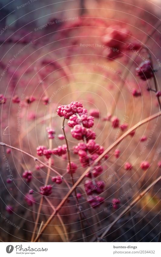 Beeren Natur Pflanze Tier Frühling Sträucher Wildpflanze Park Wald Wachstum braun rosa rot Stimmung Zufriedenheit Leben Hoffnung Beerensträucher Naturliebe