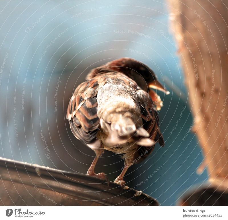 Spatz Umwelt Natur Luft Frühling Tier Vogel 1 achtsam Gelassenheit Farbfoto Gedeckte Farben Außenaufnahme Nahaufnahme Menschenleer Textfreiraum oben