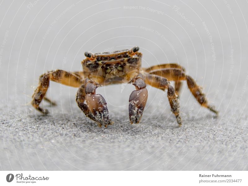 eine Strandkrabbe läuft neugierig über den Sandstrand Umwelt Natur Tier Sommer Küste Meer "Krabbe Strandkrabbe. Krebs" 1 Ferien & Urlaub & Reisen "Strand baden