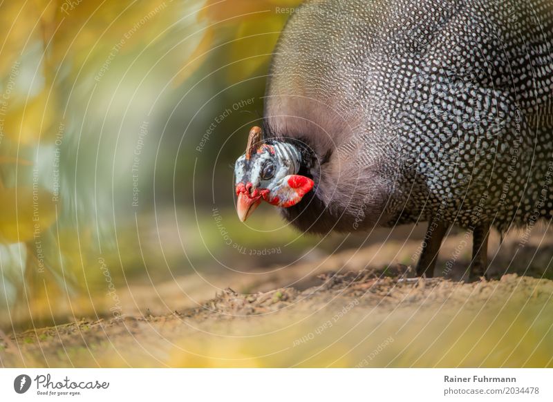 ein Perlhuhn Tier Haustier "Huhn Nutztier" 1 Fressen laufen Farbfoto Außenaufnahme Textfreiraum links Textfreiraum unten Tag Sonnenlicht Schwache Tiefenschärfe