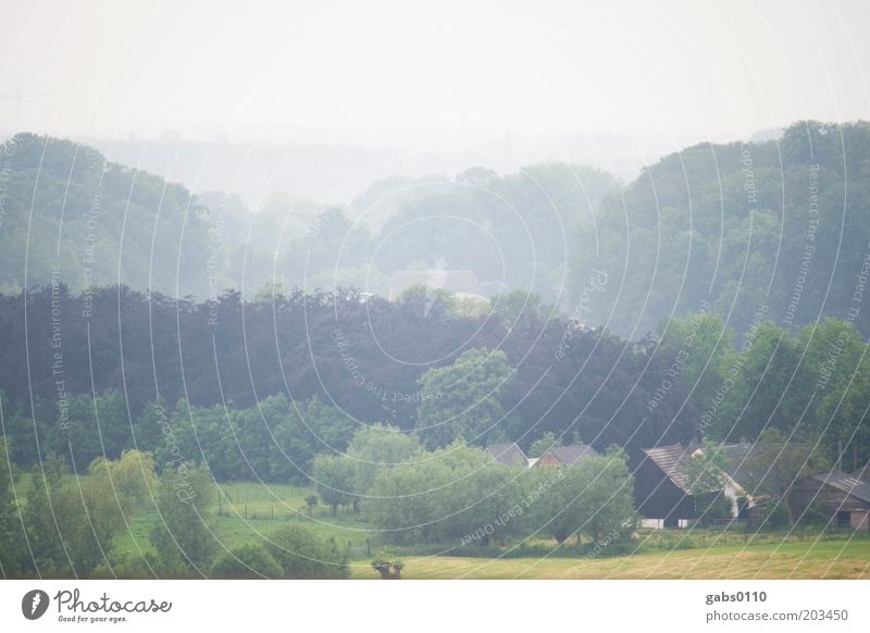 niederländisch ruhig Ferne Freiheit Bauernhof Umwelt Natur Landschaft Pflanze Luft Himmel Herbst Klima Wetter schlechtes Wetter Nebel Baum Gras Dorf alt