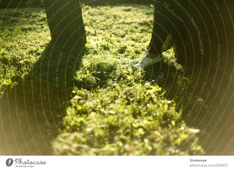 Sonnenbaum Mensch 1 Beine Fuß Schuhe Baum Sonnenuntergang Gras grün stumm Schatten Farbfoto Abend Tag