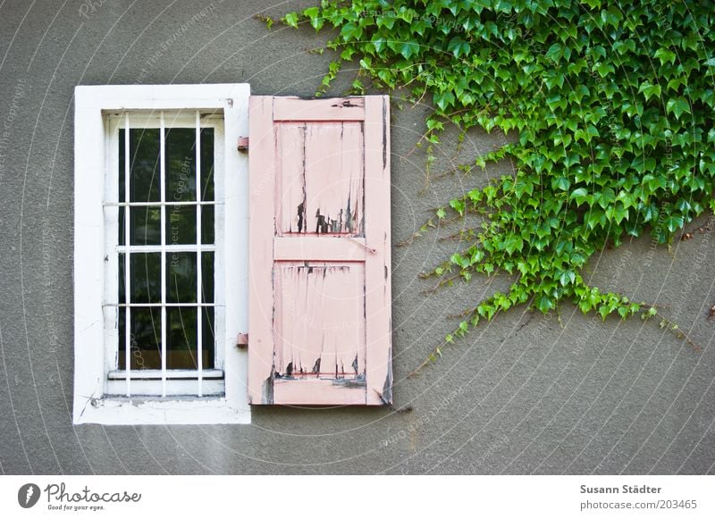 Barbieknast Natur Efeu Mauer Wand Fassade Fenster kaputt Kitsch Justizvollzugsanstalt Gitter rosa Fensterladen grau Putz Ranke mehrfarbig Außenaufnahme