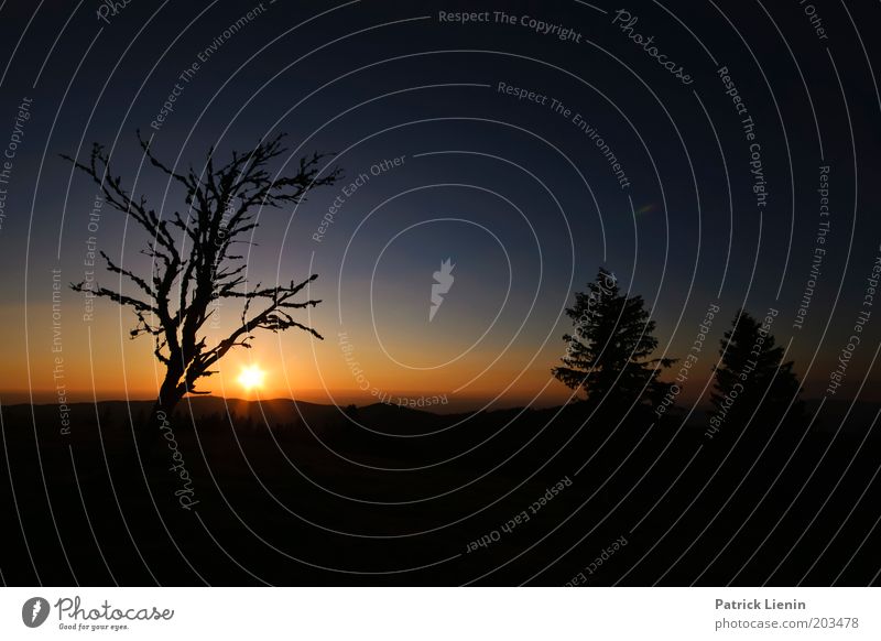 Gut Nacht! Umwelt Natur Landschaft Pflanze Himmel Horizont Sonne Sonnenaufgang Sonnenuntergang Sommer Schönes Wetter Baum Hügel Schwarzwald Nadelbaum blau ruhig