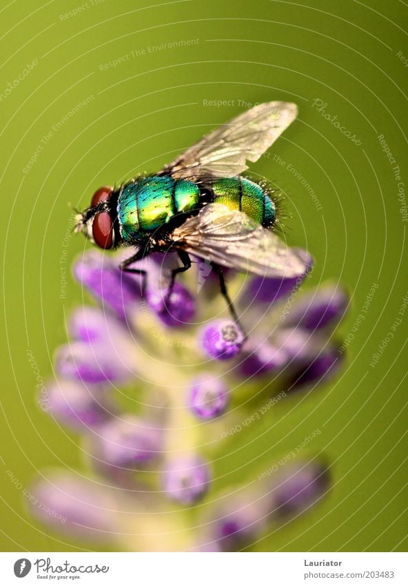 Fliege Natur Sommer Pflanze Lavendel Tier 1 warten authentisch natürlich grün violett Frühlingsgefühle Freiheit Farbfoto Makroaufnahme Sonnenlicht