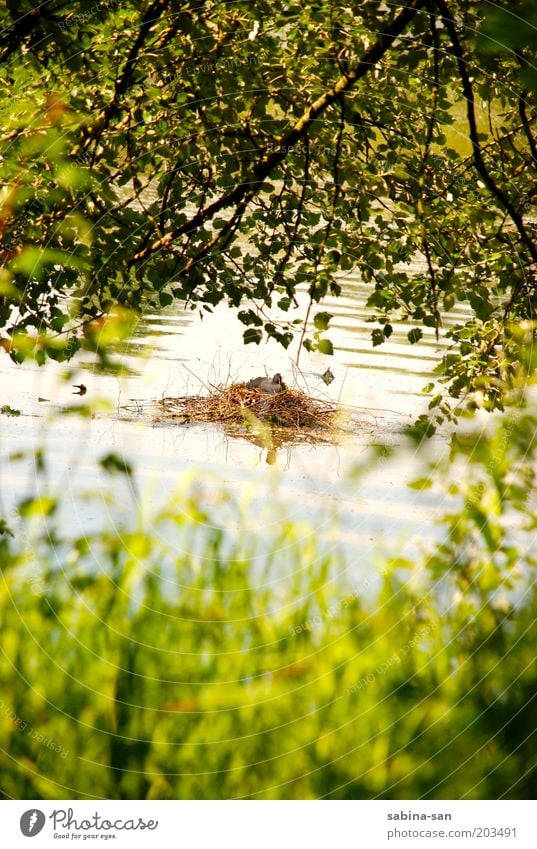 Blässhuhn beim Brüten Umwelt Natur Landschaft Pflanze Wasser Frühling Sommer Schönes Wetter Sträucher See Tier Vogel 1 ruhig Schutz Nestbau Brutpflege Nestwärme