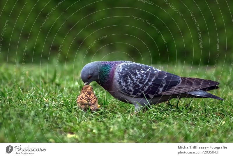 Taube und Spatz Umwelt Natur Tier Pflanze Gras Grünpflanze Haustier Wildtier Vogel Tiergesicht Flügel 2 Fressen laufen Zusammensein klein lecker lustig nah