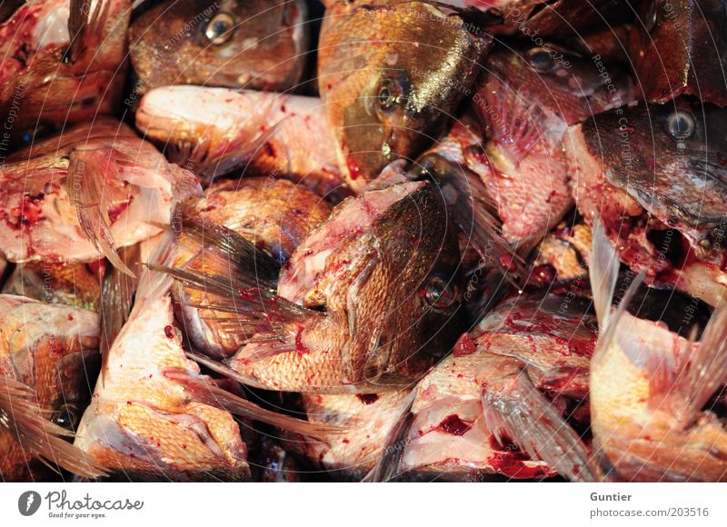 Nordlichter Tier Nutztier Totes Tier Fisch Schuppen Fischkopf dreckig schleimig rosa rot schwarz stinkend Fischgräte Blut Tod Flosse Maul Lebensmittel Ende