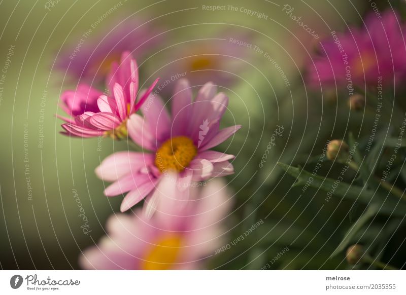 sommerlich II Muttertag Natur Pflanze Sonnenlicht Frühling Schönes Wetter Blume Sträucher Blüte Wildpflanze Margerite Korbblütengewächs Blütenblatt