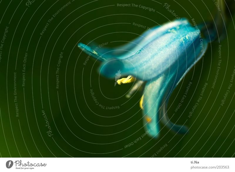 gerettet Umwelt Natur Frühling Pflanze Blume Blüte Wildpflanze Blühend Duft schön klein blau grün Frühlingsgefühle Farbfoto Außenaufnahme Nahaufnahme