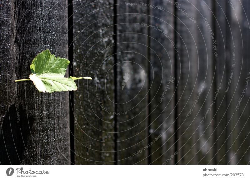 Zaun again Pflanze Blatt Garten Bretterzaun Holzbrett dunkel Frühlingsgefühle Farbfoto Muster Tag Kontrast Schwache Tiefenschärfe Zentralperspektive Lücke