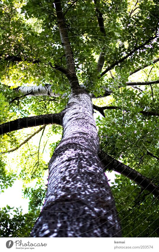 Dicke Äste Umwelt Natur Sonnenlicht Frühling Sommer Klima Schönes Wetter Wärme Baum Grünpflanze Birke Ast Zweig Blätterdach Wachstum alt groß hell hoch grün