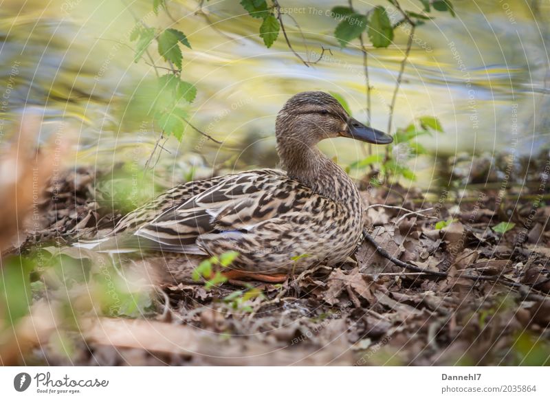 Damenente Umwelt Natur Wasser Frühling Sommer Blatt Blätter Seeufer Tier Wildtier Ente Entenvögel Weibchen 1 Vertrauen Sicherheit Schutz Geborgenheit Tierliebe