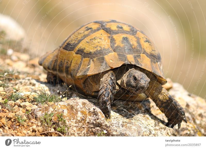 Nahaufnahme des wilden Testudo graeca Umwelt Natur Tier Haustier Schutzschild alt natürlich niedlich Geschwindigkeit grün satt Länge Landschildkröte Graeca