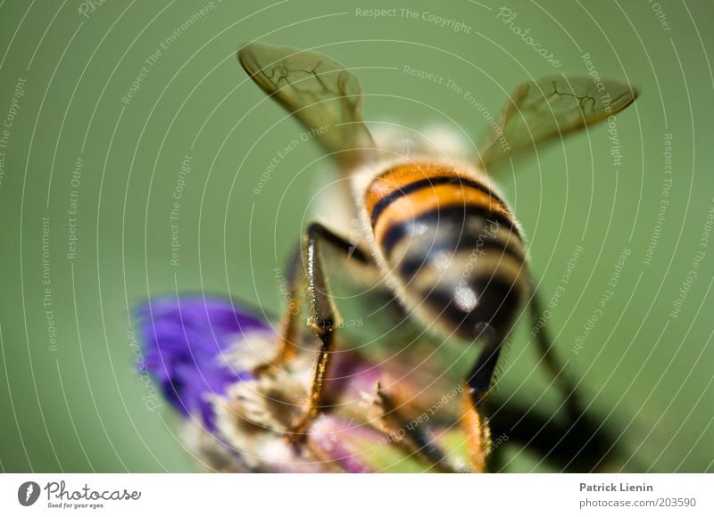 Abflug Tier Biene Nektar Blume Flügel mehrfarbig schön nah klein zerbrechlich Pflanze Natur grün sitzen Insekt Farbfoto Makroaufnahme Menschenleer