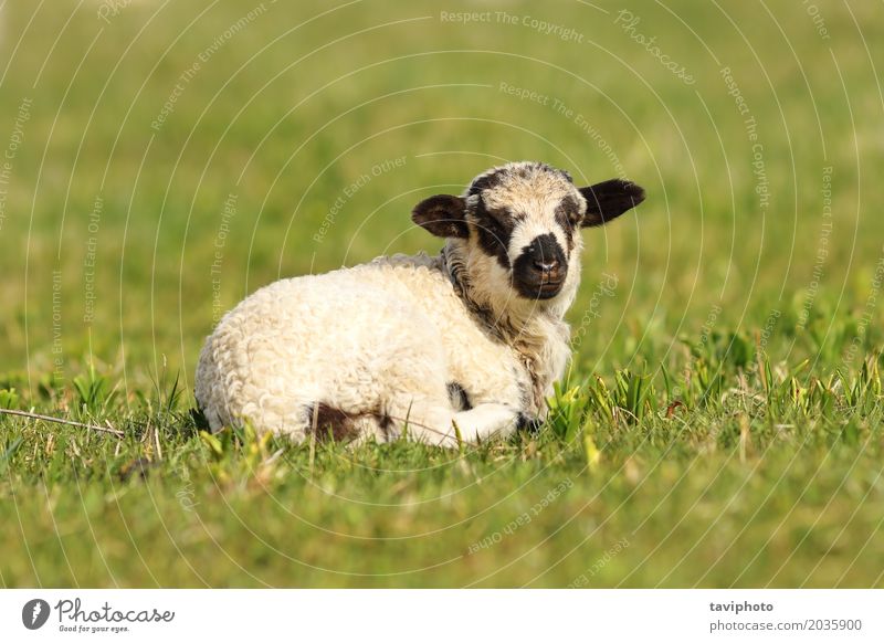 niedliches gesprenkeltes Lamm Gesicht Baby Jugendliche Natur Landschaft Tier Gras Wiese Fressen stehen klein natürlich grün schwarz weiß Bauernhof jung Rasen