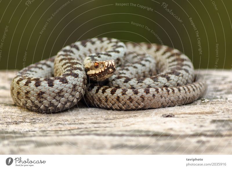 Europäische gekreuzte Addierer, die auf Holz sich aalen schön Umwelt Natur Tier Wildtier Schlange natürlich wild braun grau Angst gefährlich Vipera berus