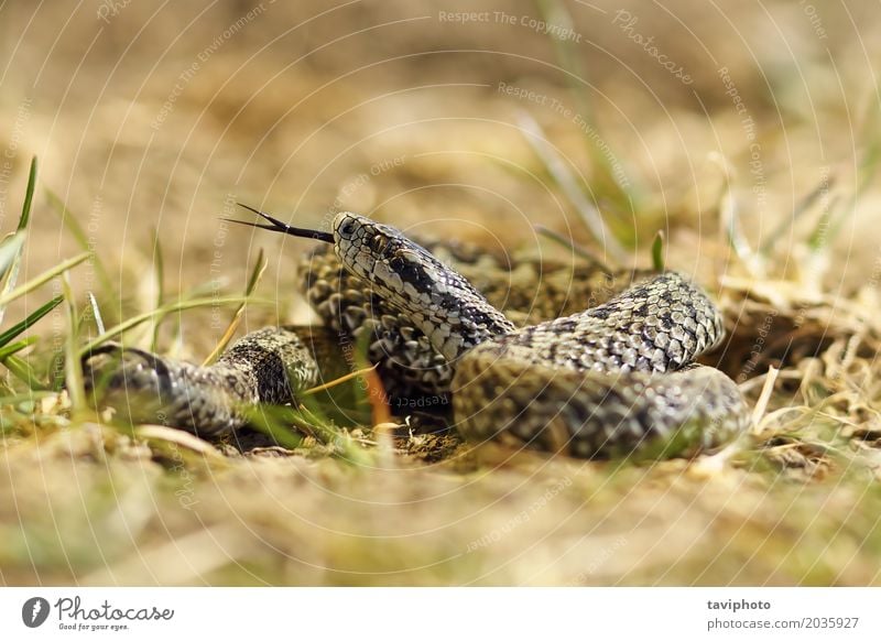 männliche Wiesenotter bereit zu beißen schön Mann Erwachsene Natur Tier Schlange wild Angst gefährlich Vipera ursinii Rakkosiensis Natter Ottern selten