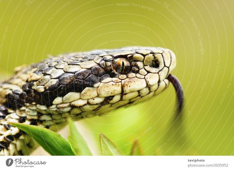 Porträt der weiblichen Vipera Ursinii Frau Erwachsene Natur Tier Wiese Schlange wild braun Angst gefährlich Kopf Natter vertikal Pupille Zunge Ottern Ungarisch