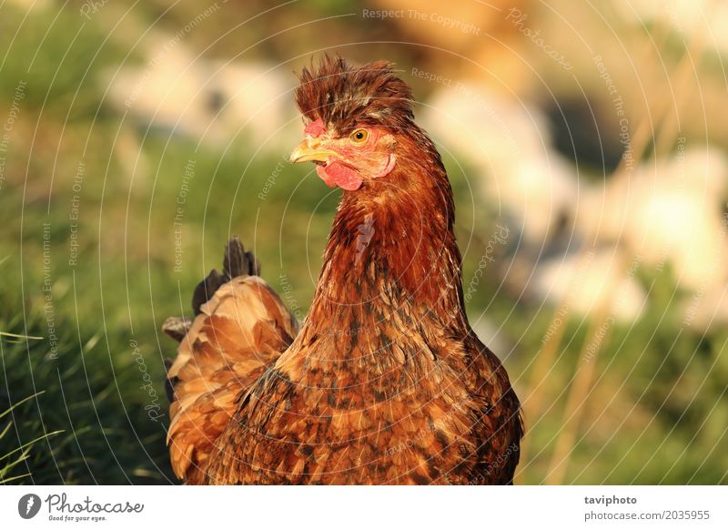 Porträt der lustigen Henne Fleisch schön Gesicht Frau Erwachsene Natur Landschaft Tier Vogel niedlich braun rot bizarr Pute Bauernhof Hähnchen heimisch Geflügel