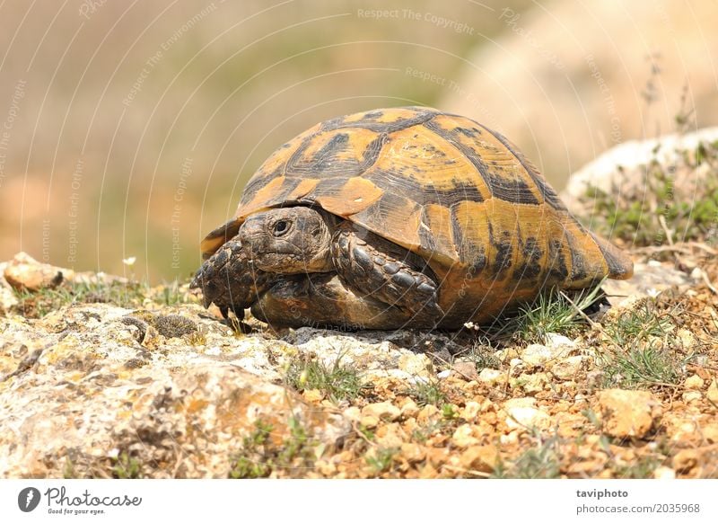 Testudo graeca auf felsigem Boden Natur Tier Hügel Felsen Haustier Stein alt stehen natürlich wild testudo Graeca Griechen Schildkröte sonnend Reptil Tierwelt