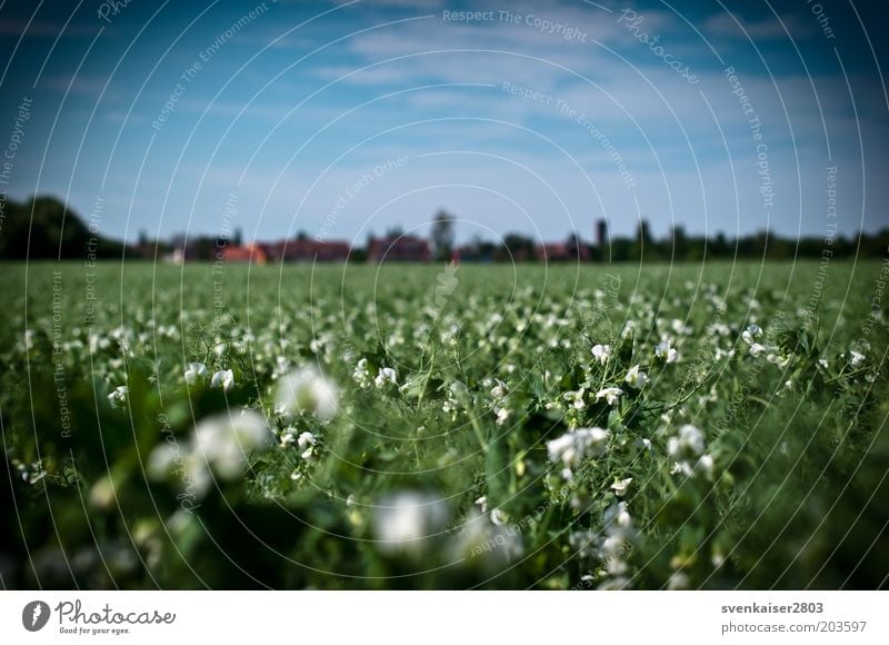 Sehschwäche Sommer Umwelt Natur Landschaft Pflanze Himmel Wolken Schönes Wetter Grünpflanze Nutzpflanze Feld blau grün weiß Farbfoto mehrfarbig Außenaufnahme