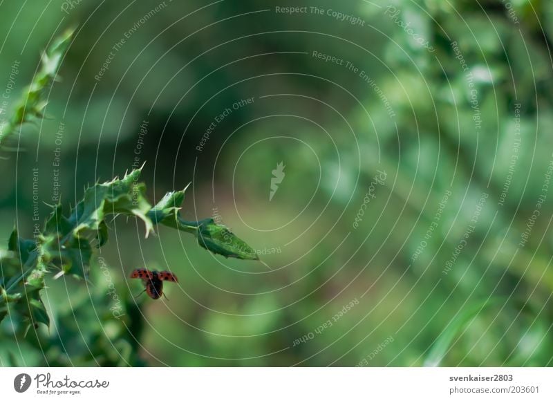 Abflug Umwelt Natur Pflanze Tier Sommer Marienkäfer 1 fliegen grün rot Abschied Farbfoto Außenaufnahme Nahaufnahme Menschenleer Tag Unschärfe