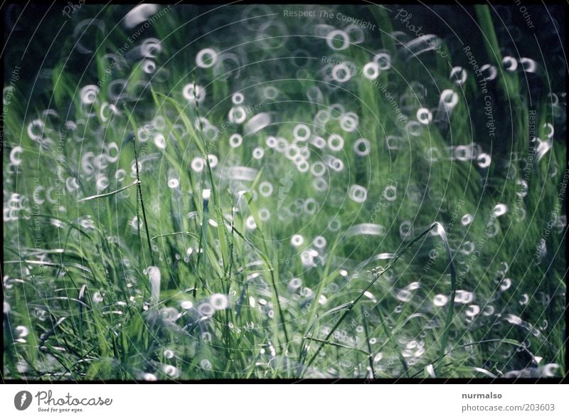 Gras nach Maß Kunst Umwelt Natur Landschaft Wassertropfen Schönes Wetter Pflanze Wiese glänzend Stimmung geheimnisvoll nachhaltig rein Surrealismus Farbfoto