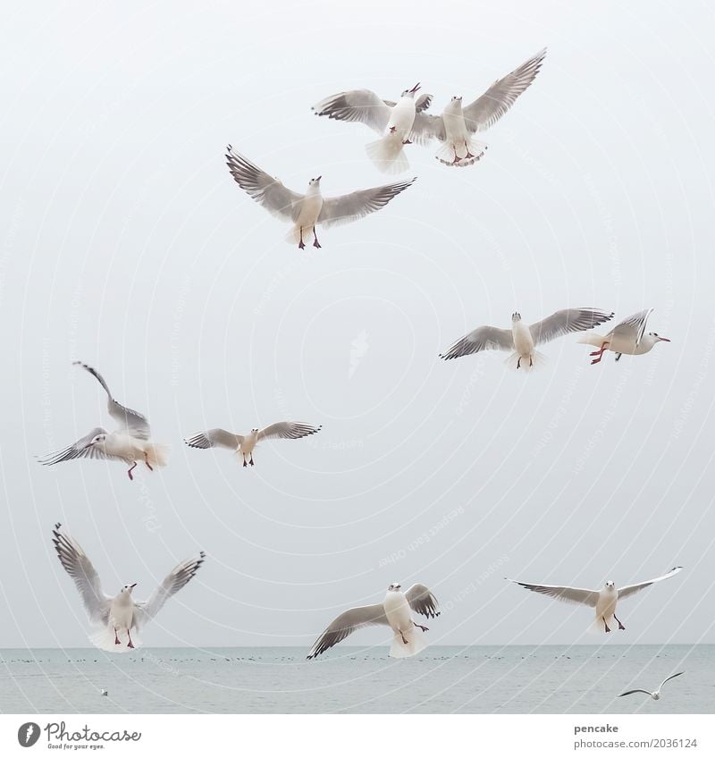 ausflug Natur Urelemente Wasser Himmel See Tier Wildtier Vogel Tiergruppe fliegen Bodensee Möwe Ausflug Farbfoto Gedeckte Farben Außenaufnahme Tierporträt