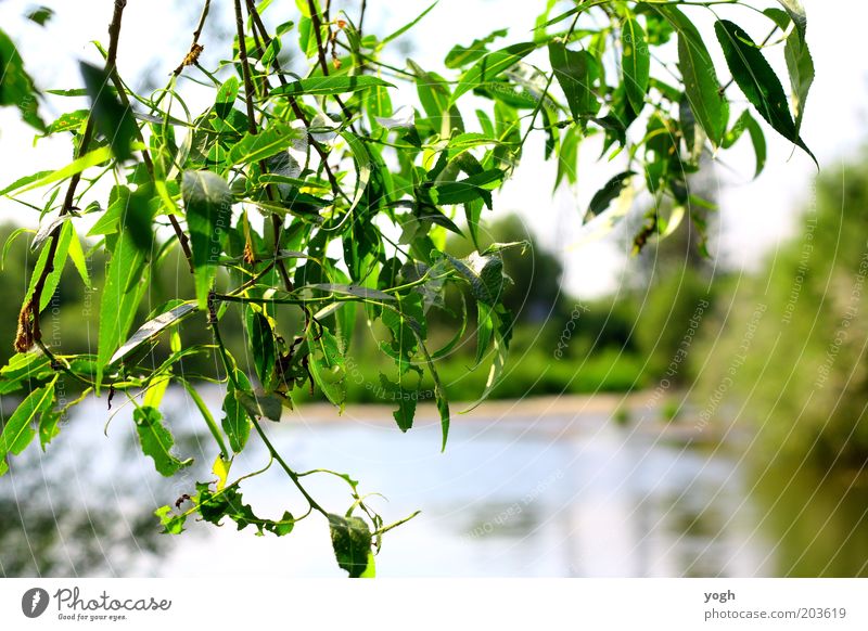 through the tree Umwelt Natur Pflanze Wasser Sommer Schönes Wetter Baum Blatt Park Seeufer hell schön grün Zufriedenheit ruhig Schutz beruhigend Farbfoto