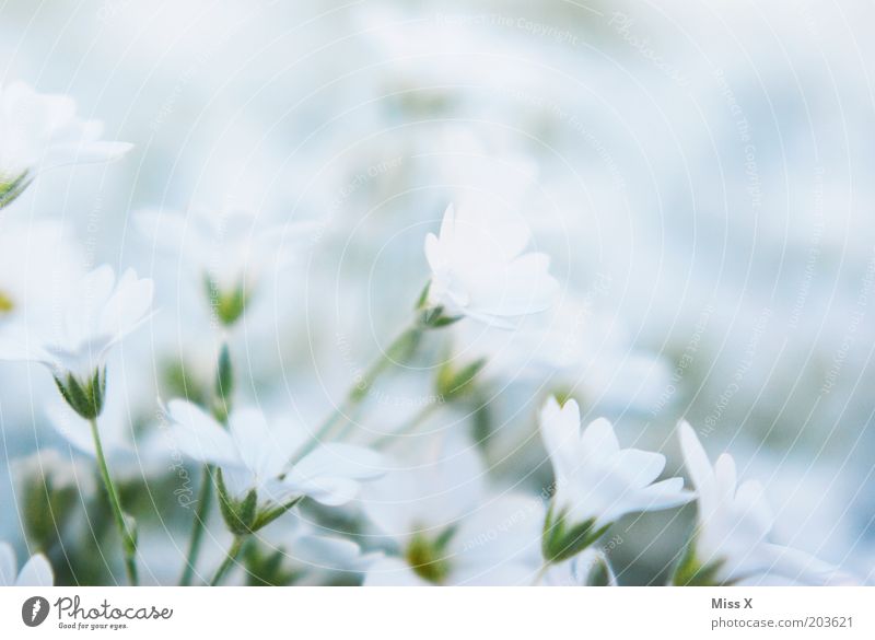 Bettsacherla II Natur Pflanze Blume Blüte Wiese Blühend klein weiß Farbfoto Gedeckte Farben Außenaufnahme Nahaufnahme Menschenleer Textfreiraum rechts