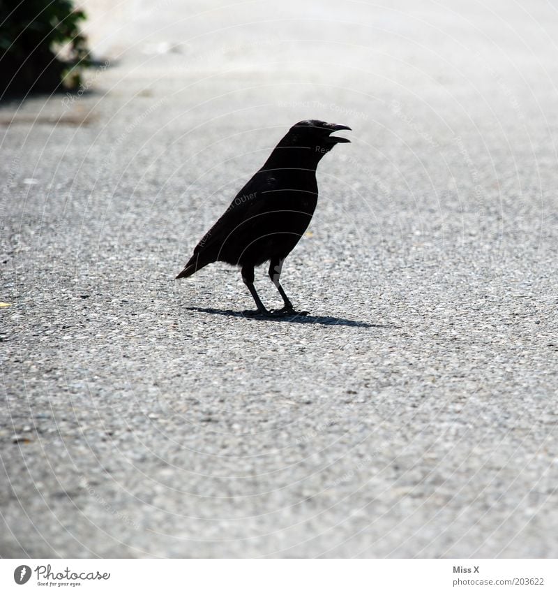 krahhh krahhh Straße Tier Vogel Flügel 1 Tierjunges Brunft schreien gruselig Krähe Rabenvögel schwarz Farbfoto Gedeckte Farben Außenaufnahme Menschenleer