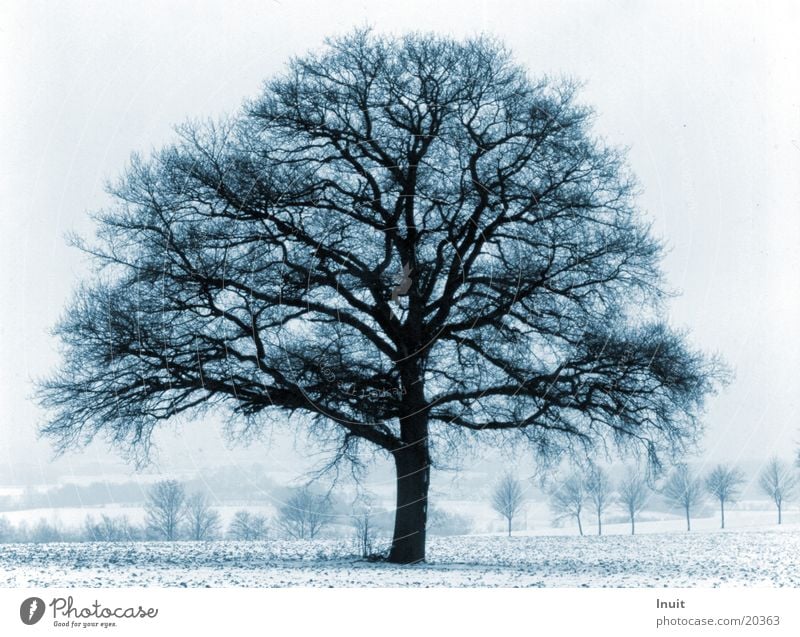 Blauer Baum Winter kalt Eiche blau