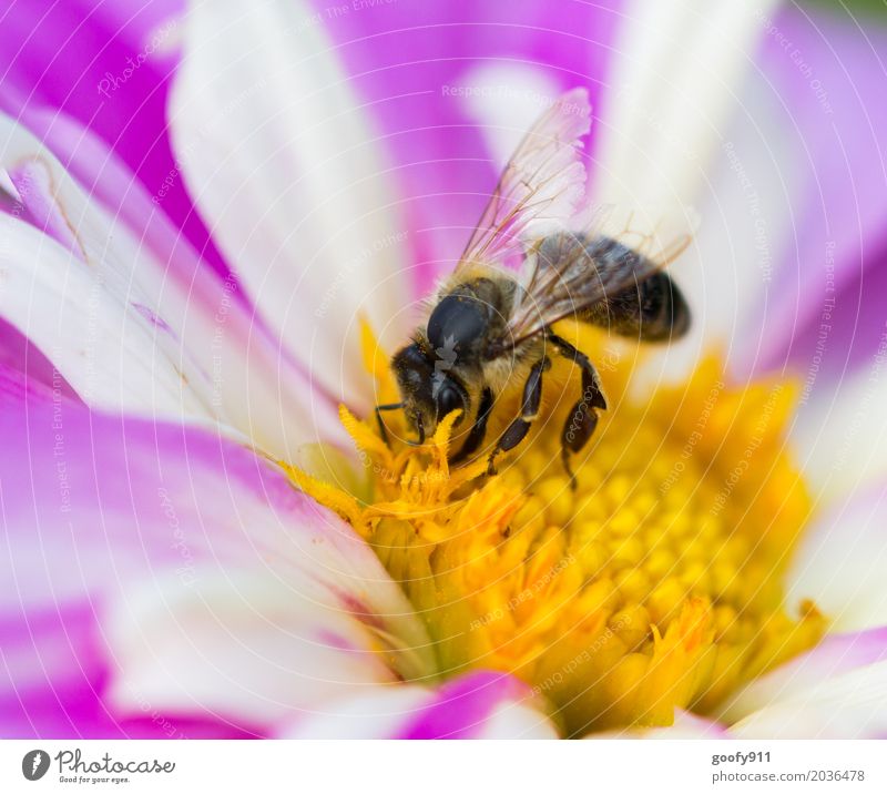 Bei der Arbeit.... Umwelt Natur Landschaft Frühling Sommer Pflanze Blume Blatt Blüte Grünpflanze Wildpflanze Garten Park Wiese Tier Nutztier Wildtier Biene