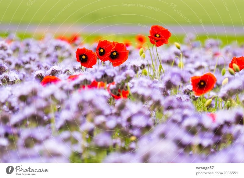 Sommerfarben Umwelt Natur Pflanze Schönes Wetter Nutzpflanze Mohnblüte Feld natürlich mehrfarbig grün violett rot Phacelia Bienenweide Farbfoto Außenaufnahme