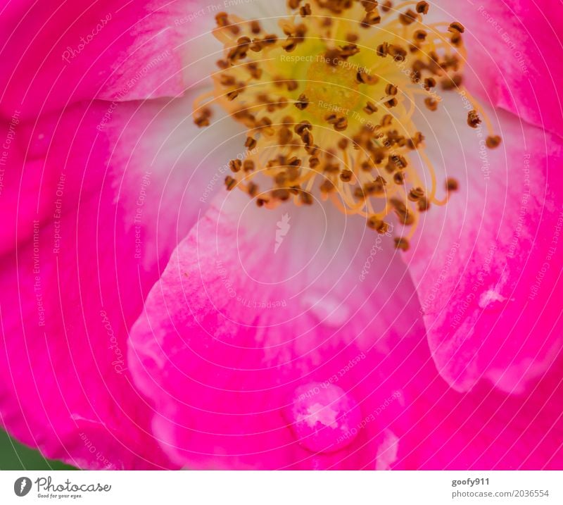 Nach dem Regen..... Umwelt Natur Landschaft Wasser Wassertropfen Frühling Sommer Pflanze Blume Blatt Blüte Grünpflanze Garten Park Wiese exotisch natürlich