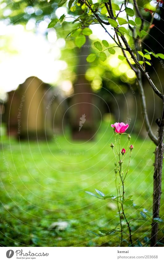 Grabwächter Umwelt Natur Pflanze Sonnenlicht Sommer Schönes Wetter Baum Blume Gras Blüte Grünpflanze Wildpflanze Friedhof Grabstein Blühend Wachstum grün rosa