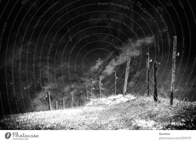 Dreizehn Pfähle Umwelt Natur Landschaft Sommer Gras grau schwarz weiß Holzpfahl Zaunpfahl Begrenzung Grenze Grenzgebiet bedrohlich Weide Weidezaun Wiese