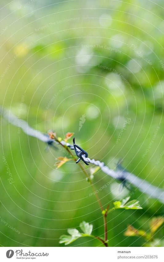 Schutzhaft Natur Frühling Sommer Pflanze hell Spitze stachelig grün Zaun Stacheldrahtzaun Farbfoto Detailaufnahme Strukturen & Formen Textfreiraum oben