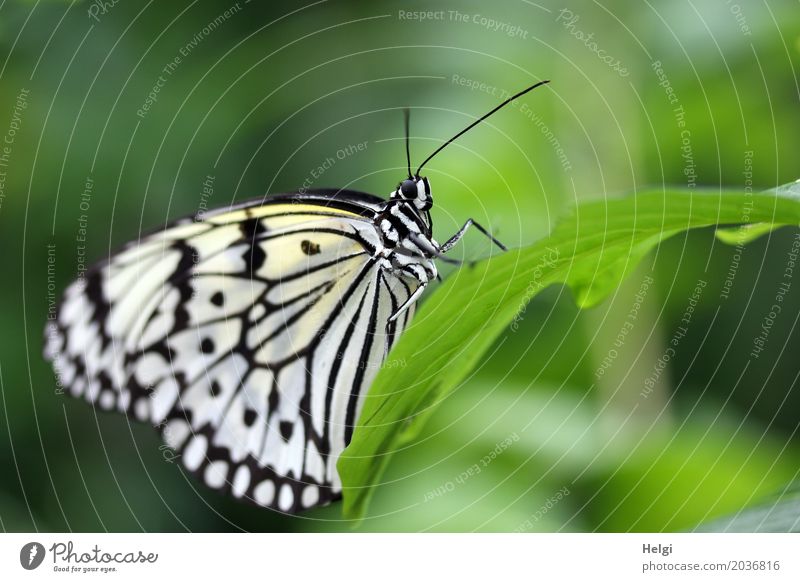 weiße Baumnymphe Pflanze Tier Blatt Schmetterling Weiße Baumnymphe Edelfalter 1 festhalten ästhetisch außergewöhnlich schön einzigartig klein natürlich grün