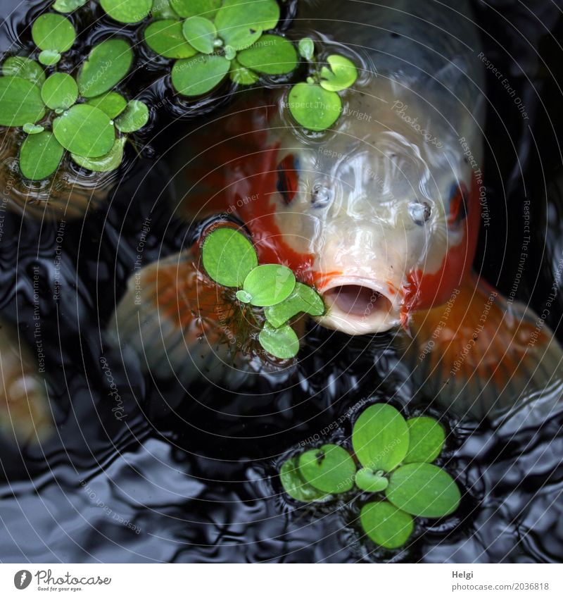 Großmaul Pflanze Wasser Frühling Blatt Wasserpflanze Park Tier Fisch Tiergesicht Koi 1 beobachten Blick Schwimmen & Baden außergewöhnlich einzigartig grau grün